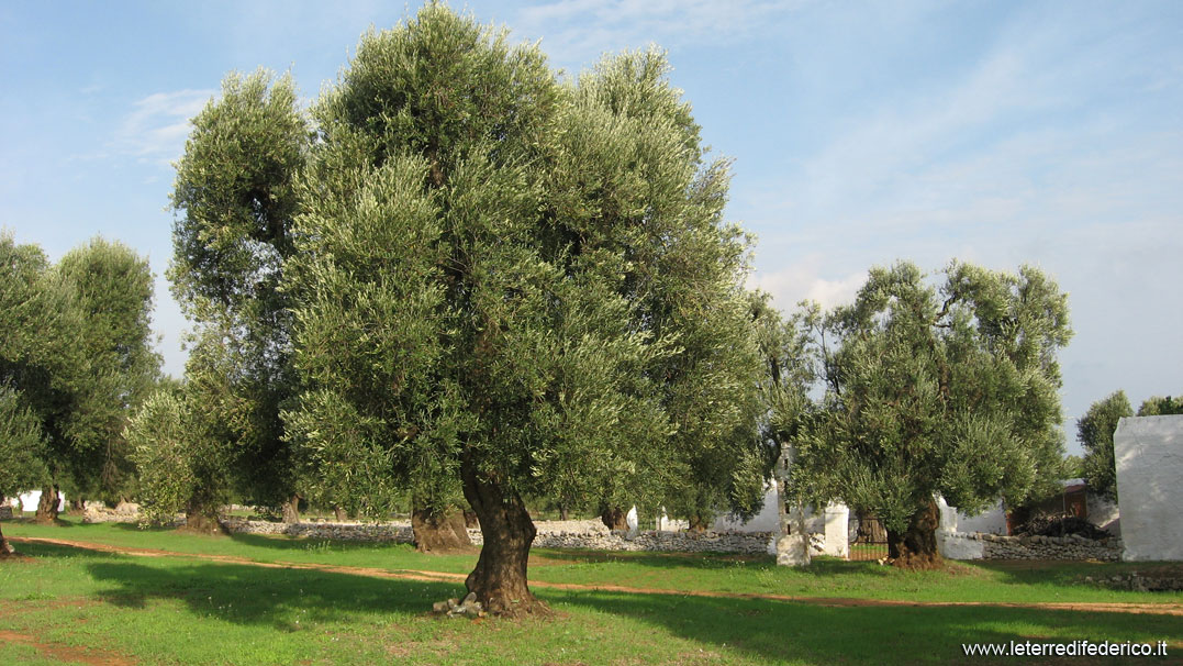 ostuni-frantoio