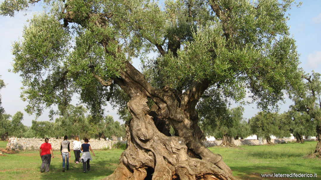 ostuni-frantoio9